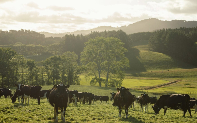 Regenerative Agriculture – Our natural advantage | NZMP.com